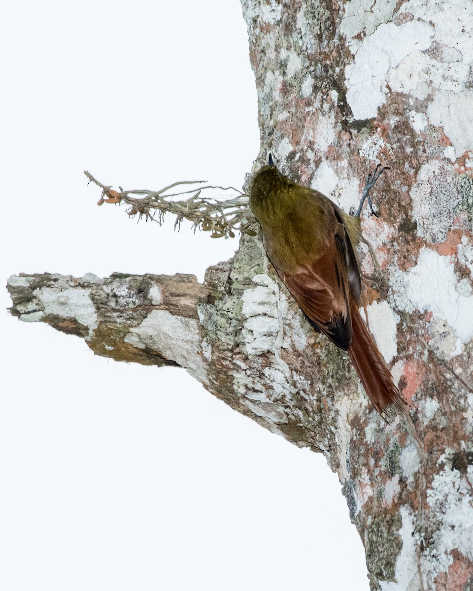 Olivaceous Woodcreeper - ML40175451