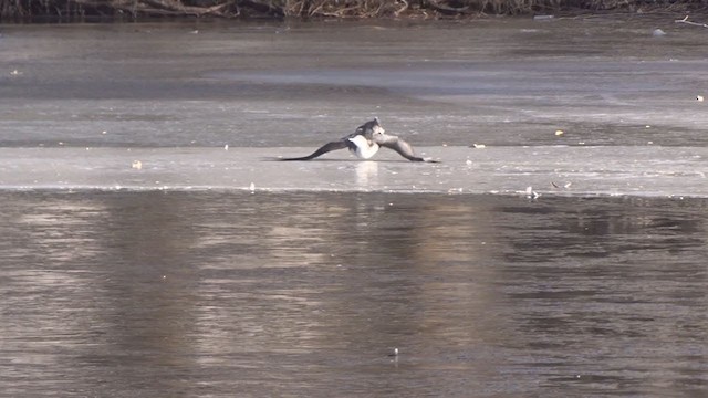 Red-throated Loon - ML401755321