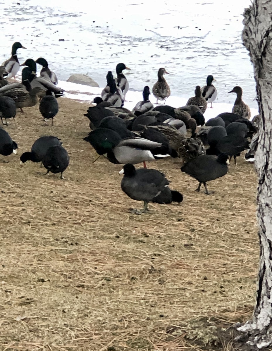 American Coot - ML401757161