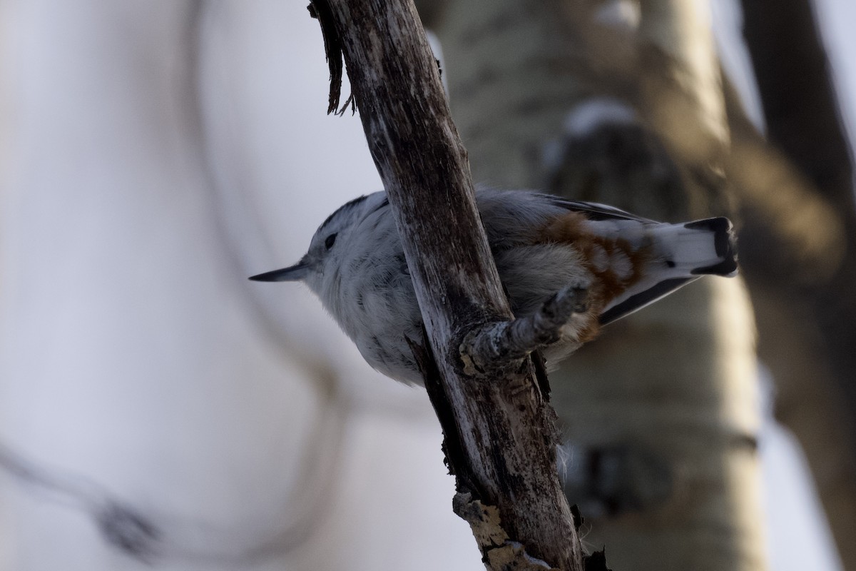 White-breasted Nuthatch - ML401757631