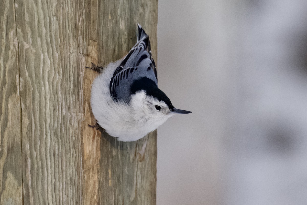 White-breasted Nuthatch - ML401757641