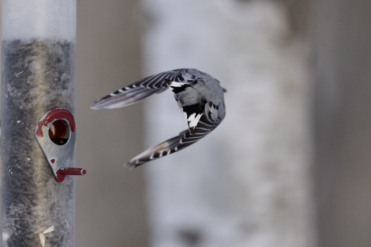 White-breasted Nuthatch - ML401757651