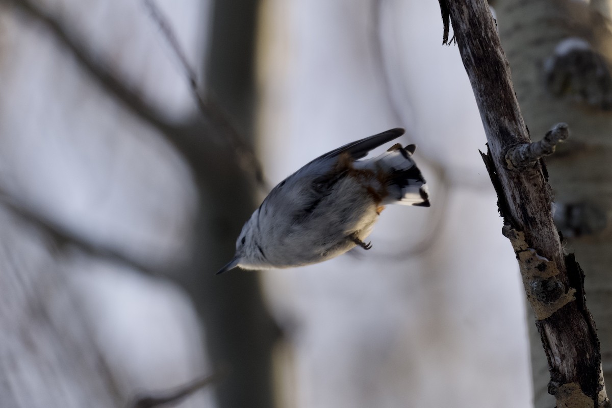 White-breasted Nuthatch - ML401757671