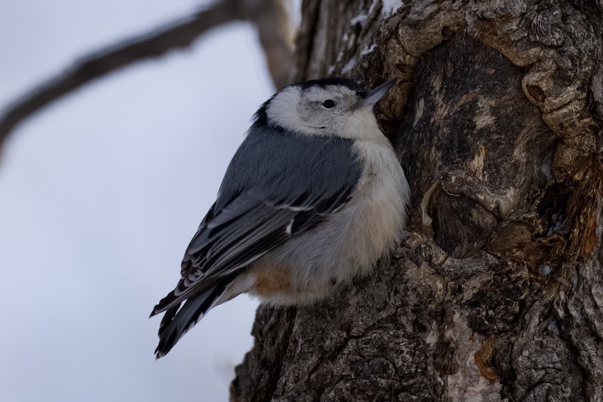 White-breasted Nuthatch - ML401757721