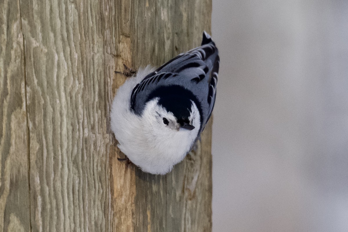 White-breasted Nuthatch - ML401757731