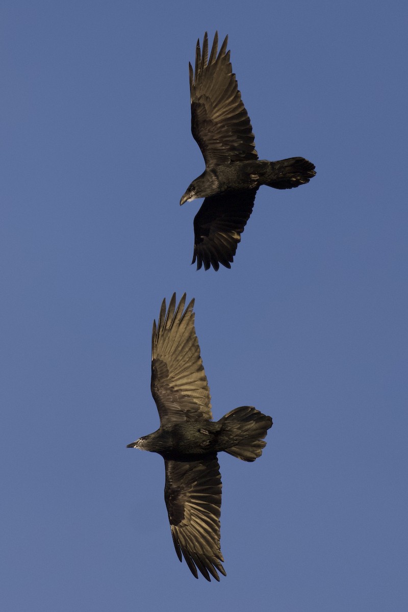 Common Raven - ML401758901