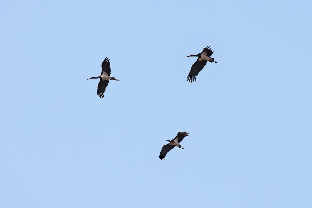 Black Stork - ML401763071