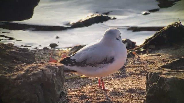 Ross's Gull - ML401763271