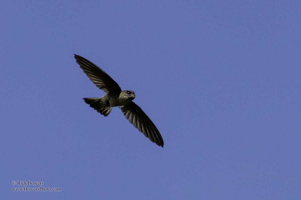 White-rumped Swiftlet - Rick Bowers