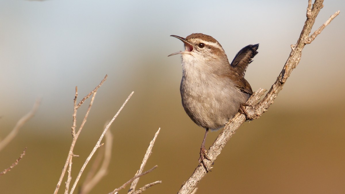 Bewick's Wren - ML401763321