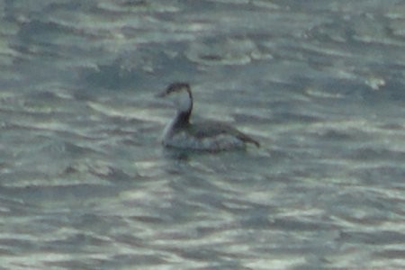 Horned Grebe - ML40176431