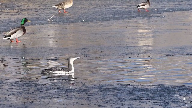 Red-throated Loon - ML401764881