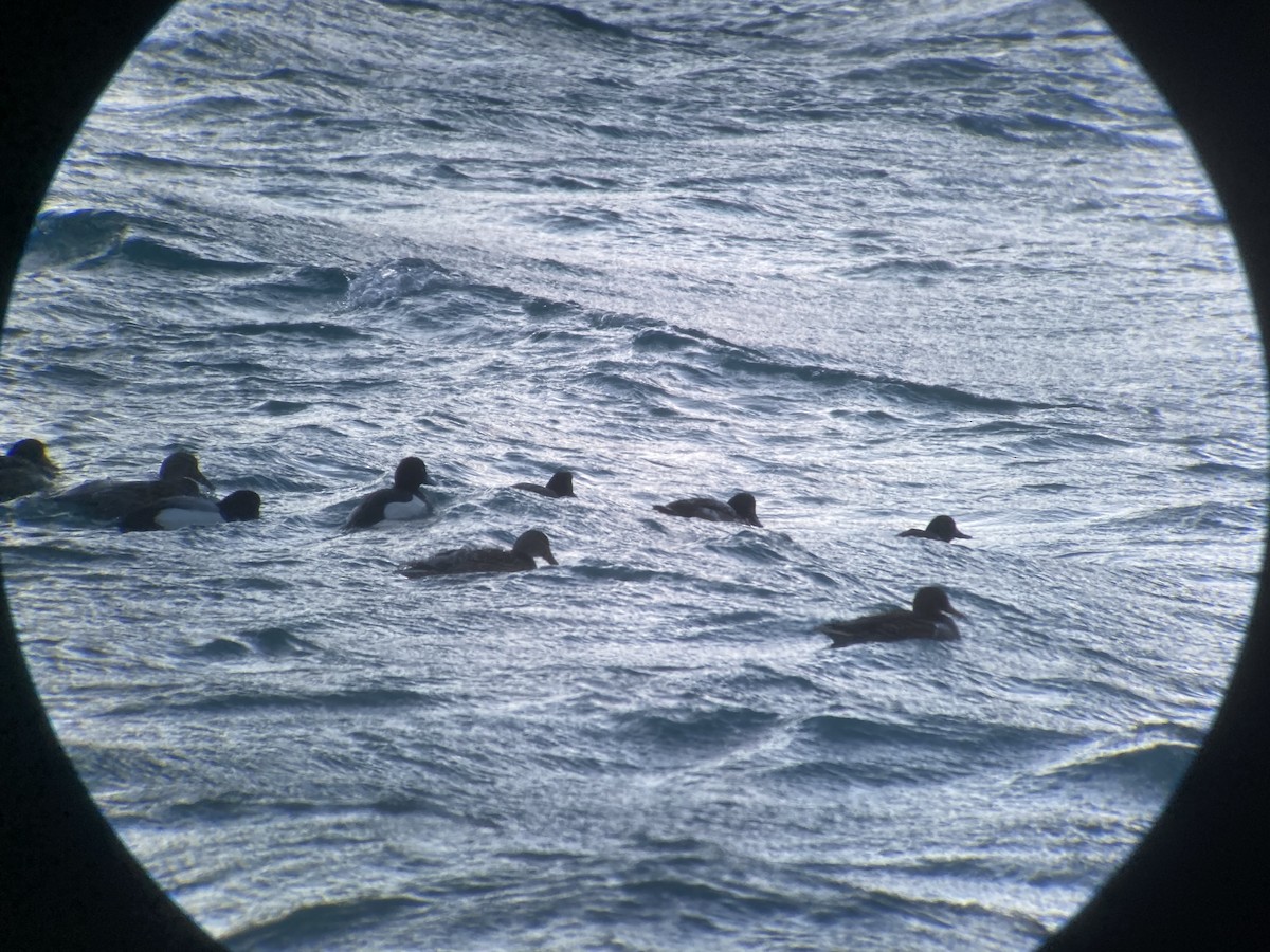 Tufted Duck - ML401764901