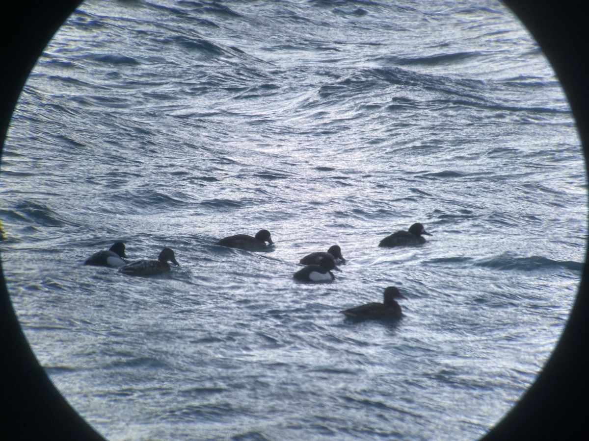 Tufted Duck - ML401764911