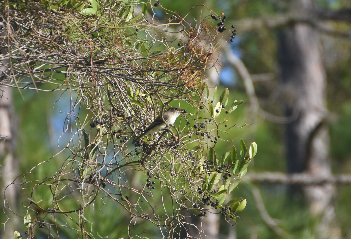 Eastern Phoebe - ML401765221