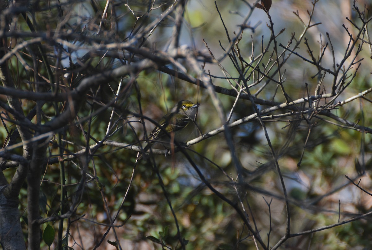 White-eyed Vireo - ML401765501