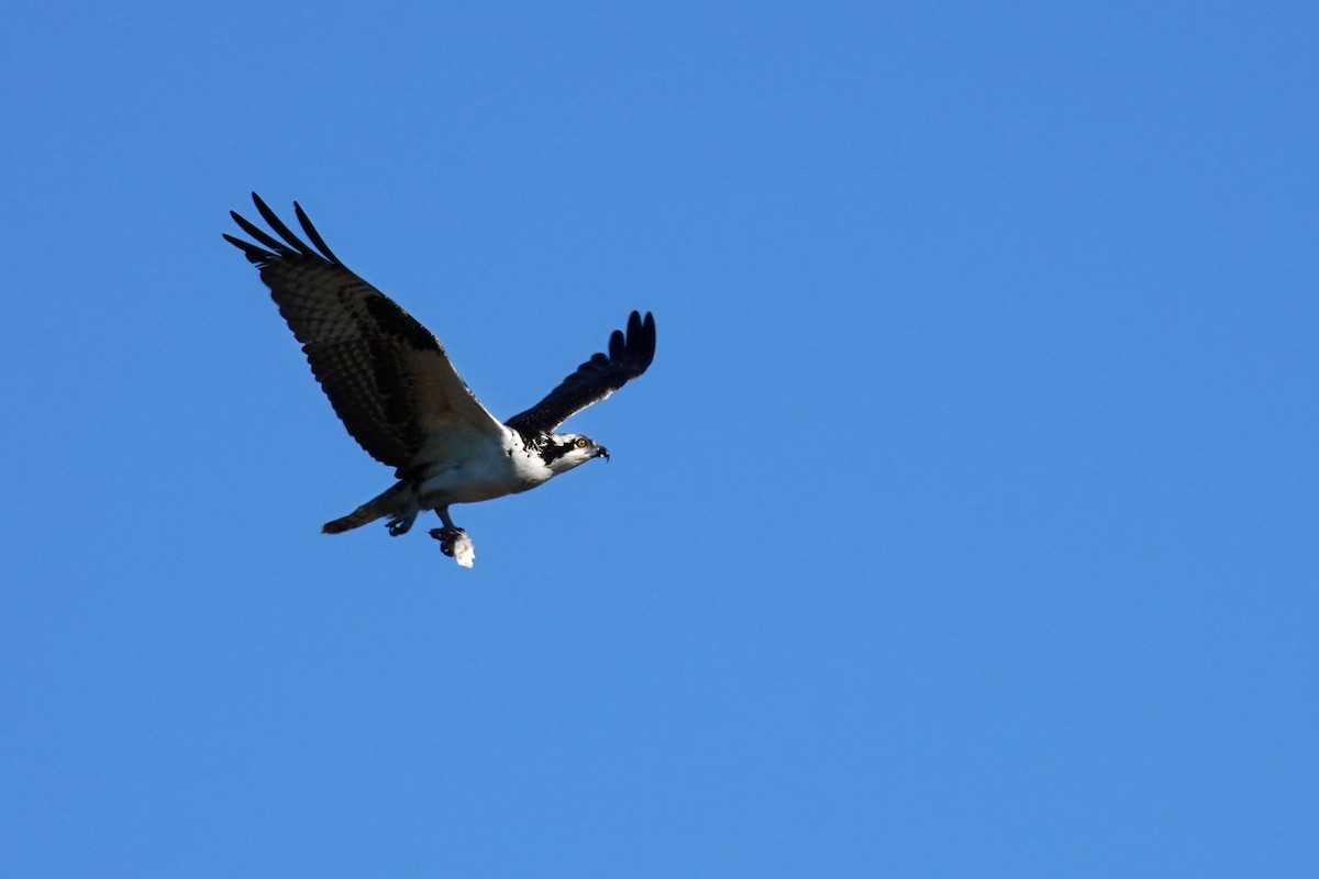 Osprey - Laura Paulson