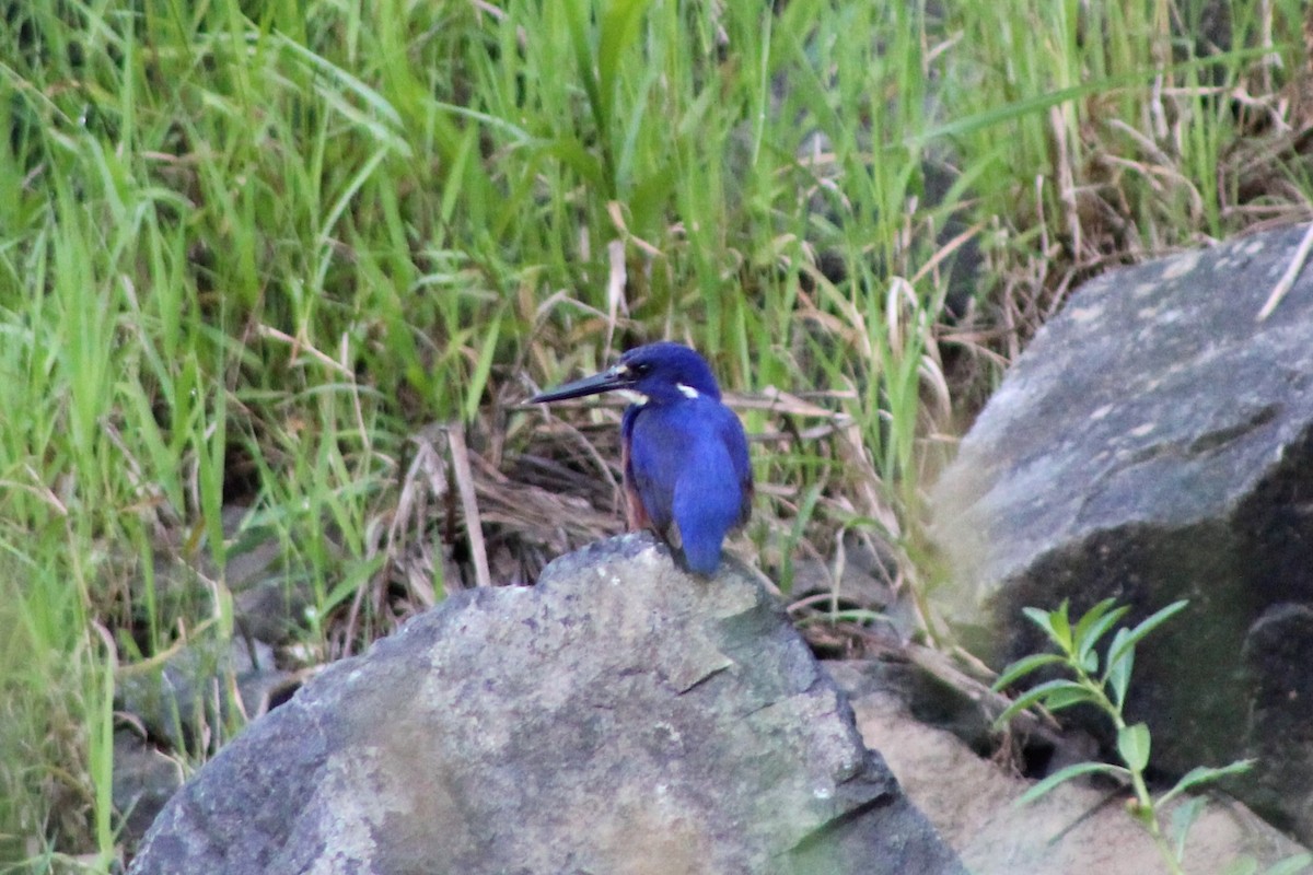 Azure Kingfisher - ML401766831