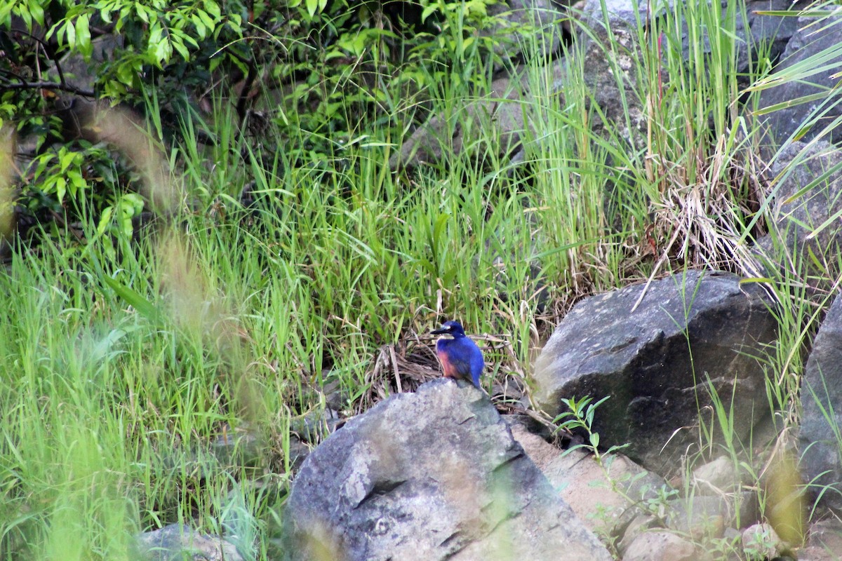 Azure Kingfisher - ML401766871