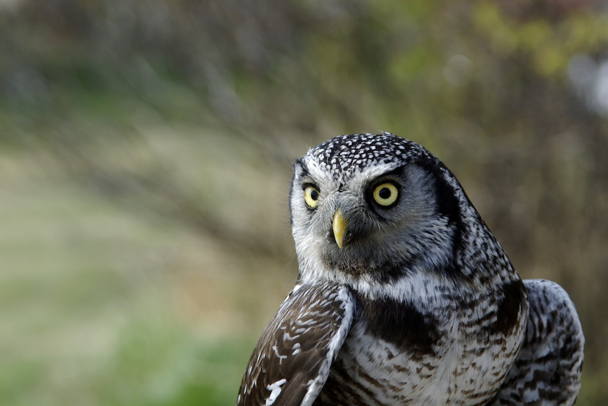 Northern Hawk Owl - Wendy van Dijk