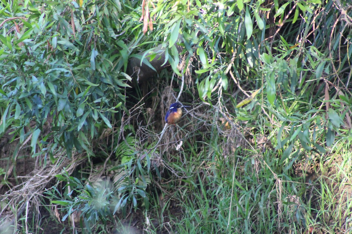 Azure Kingfisher - ML401766981