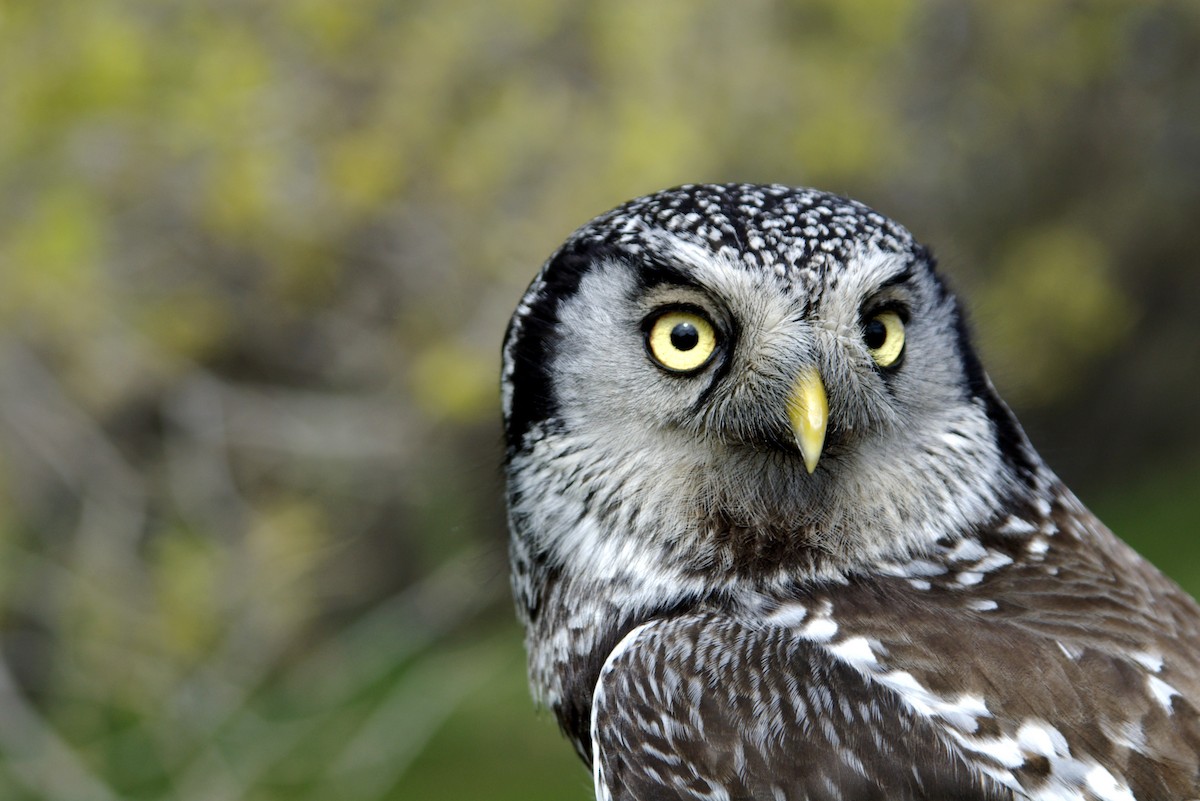 Northern Hawk Owl - Wendy van Dijk
