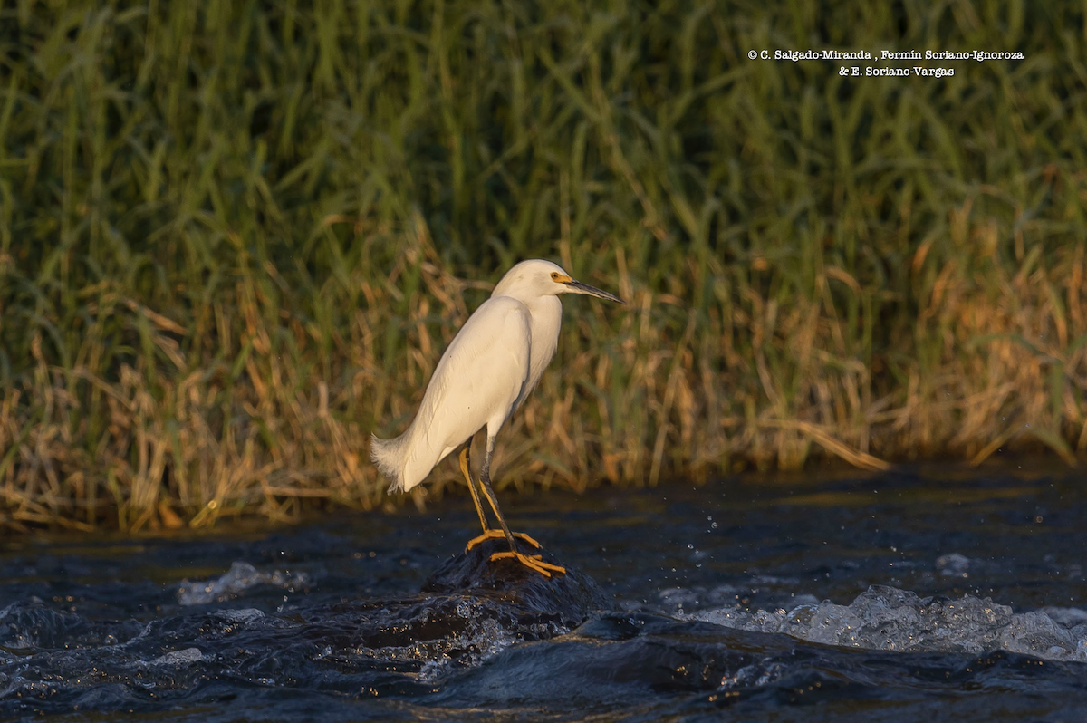 Snowy Egret - ML401770401