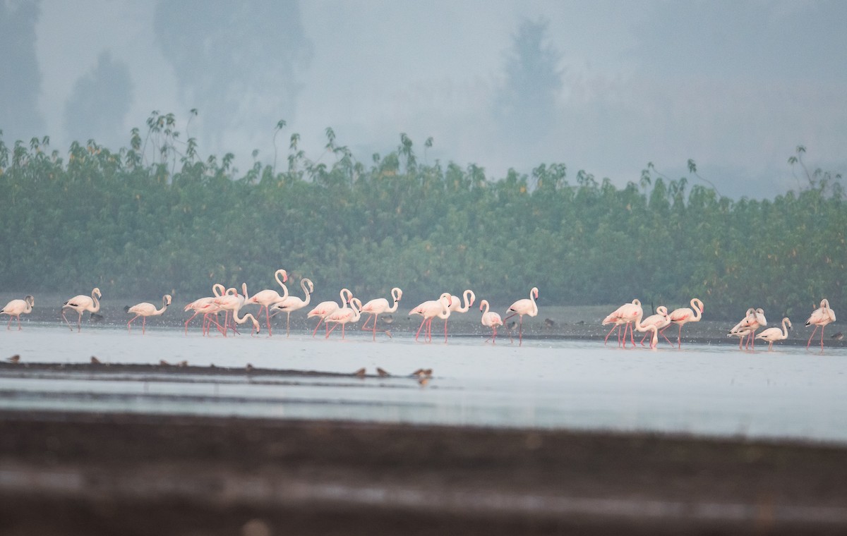 Greater Flamingo - Rajeev Gejje