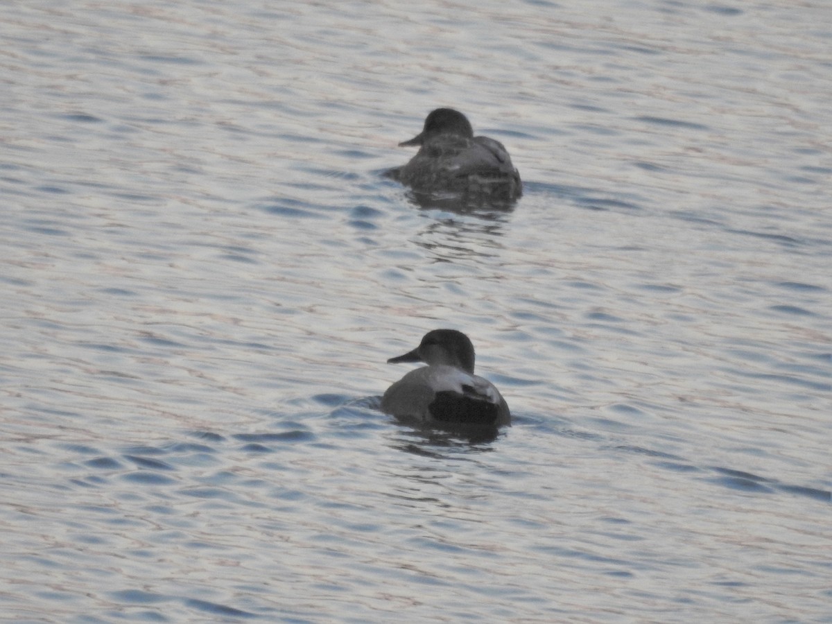 Gadwall - ML401772141