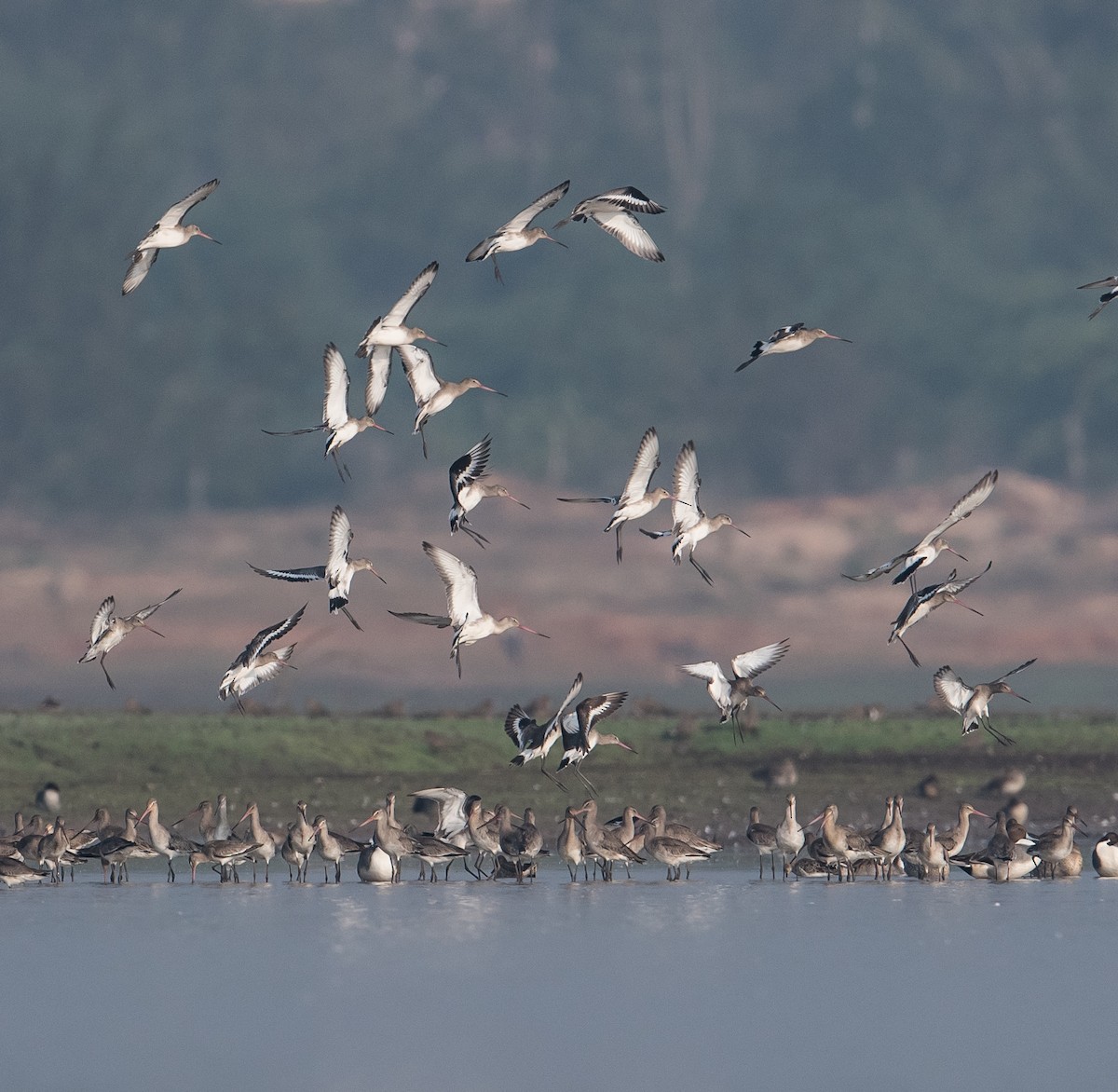 Black-tailed Godwit - ML401772871