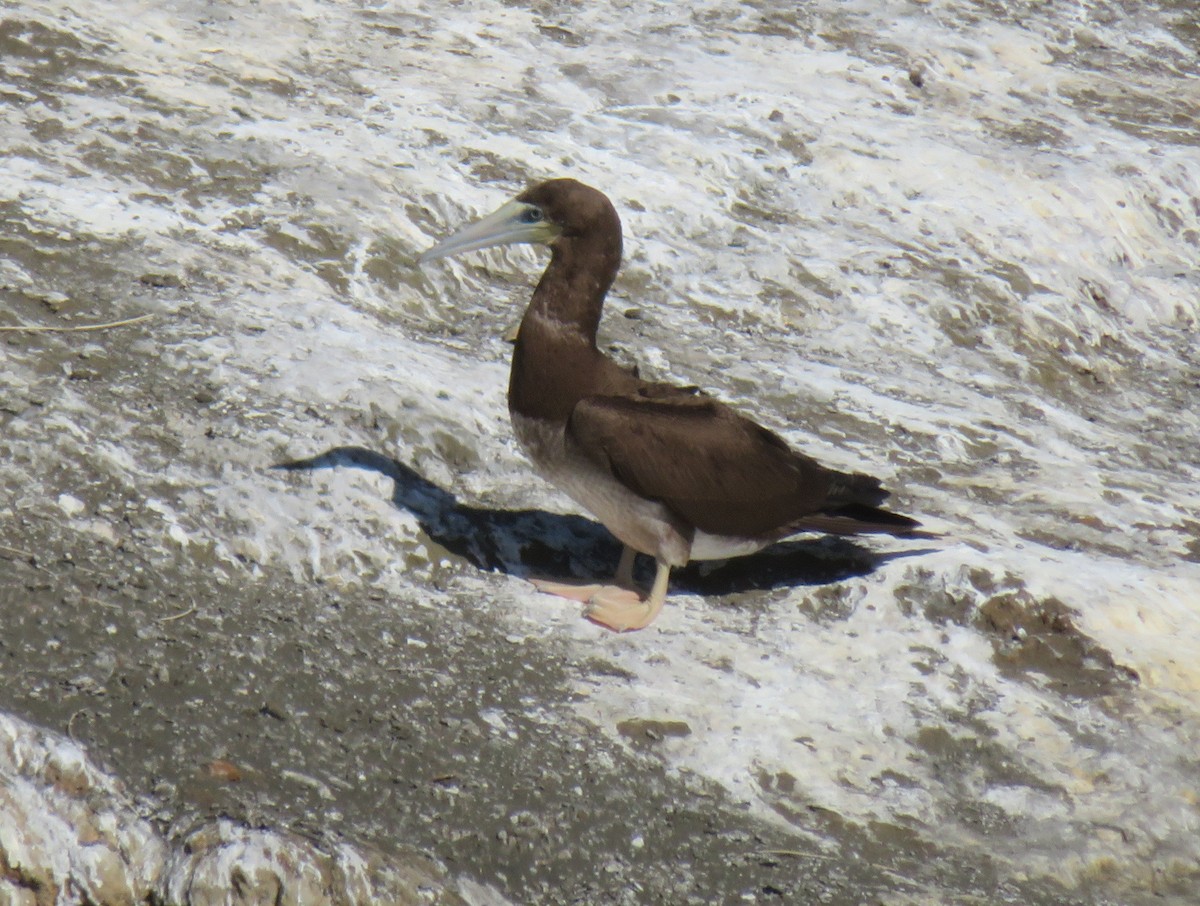 Brown Booby - ML401773181