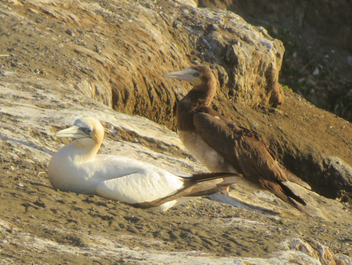 Brown Booby - ML401773221