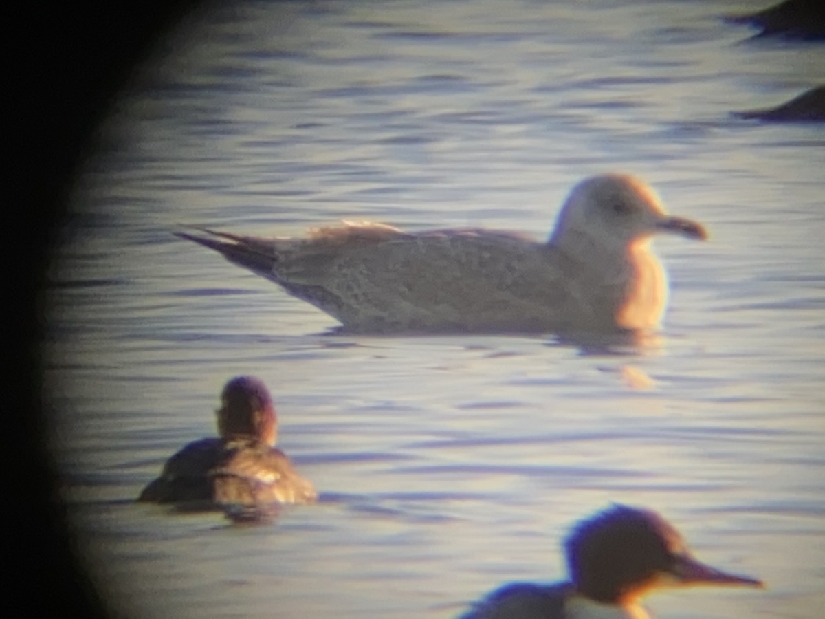 Gaviota Groenlandesa (thayeri) - ML401775691