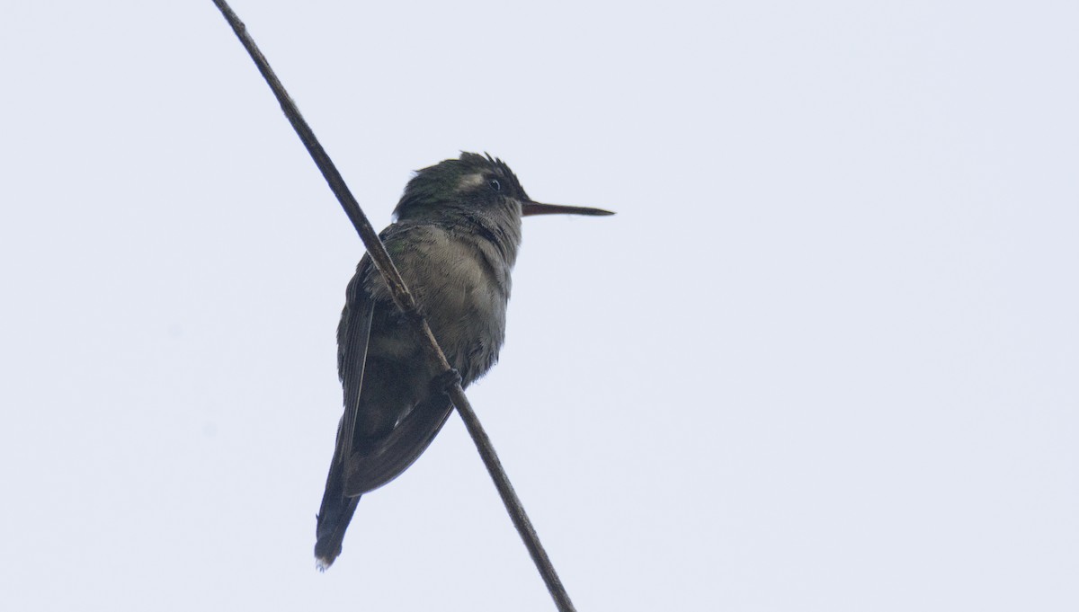 kolibřík zlatohlavý - ML401776641