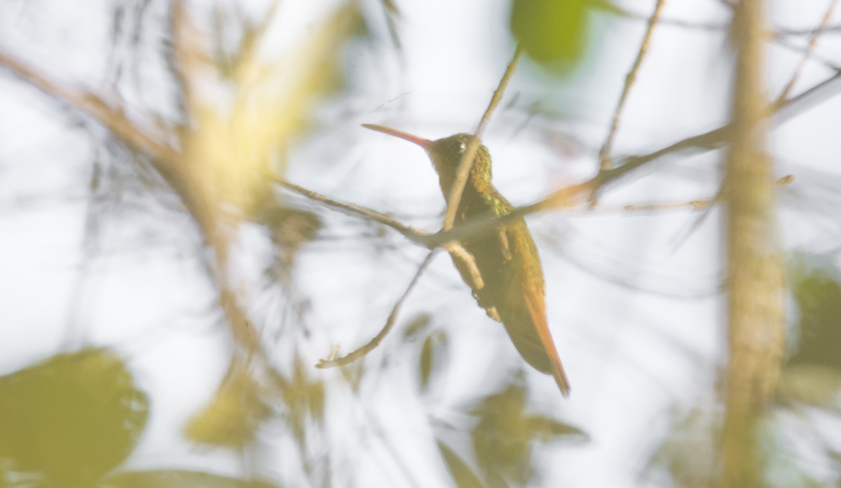 kolibřík ryšavý - ML401777421