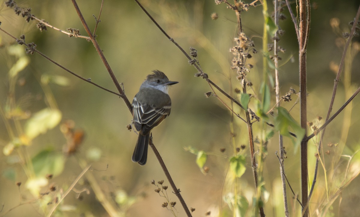 Dusky-capped Flycatcher - Oveth Fuentes