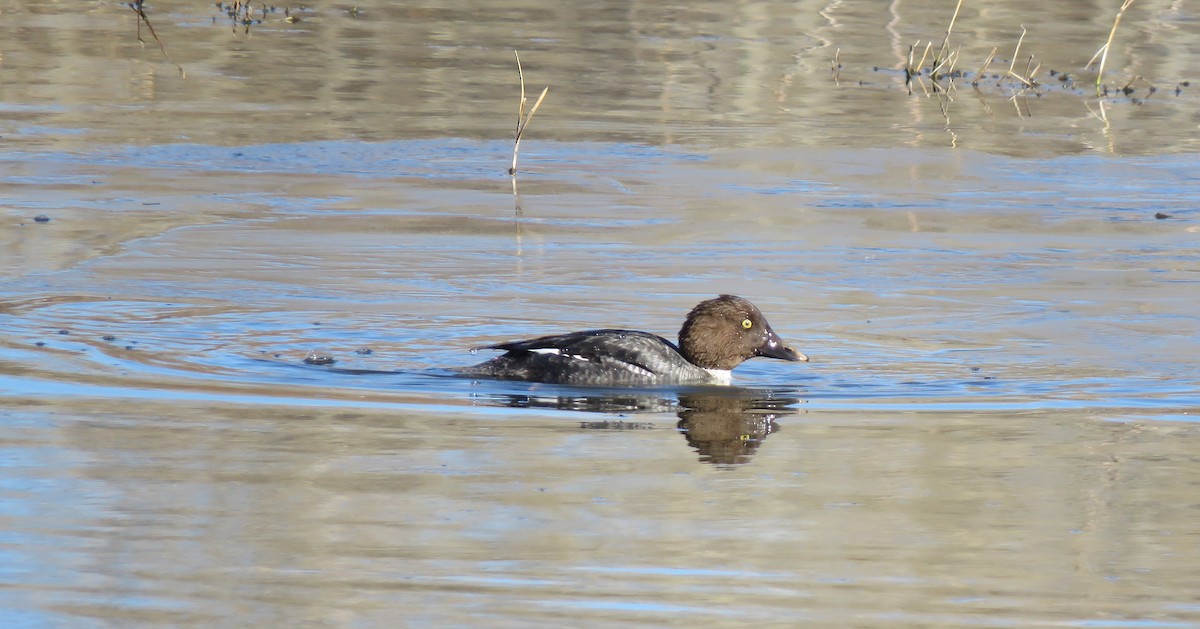 Common Goldeneye - Kelly Aldridge