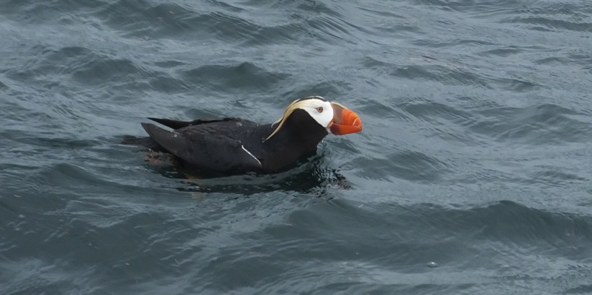 Tufted Puffin - Jeff Stephenson