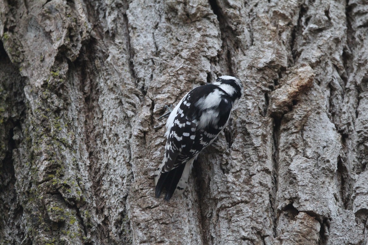 Downy Woodpecker - ML401779841