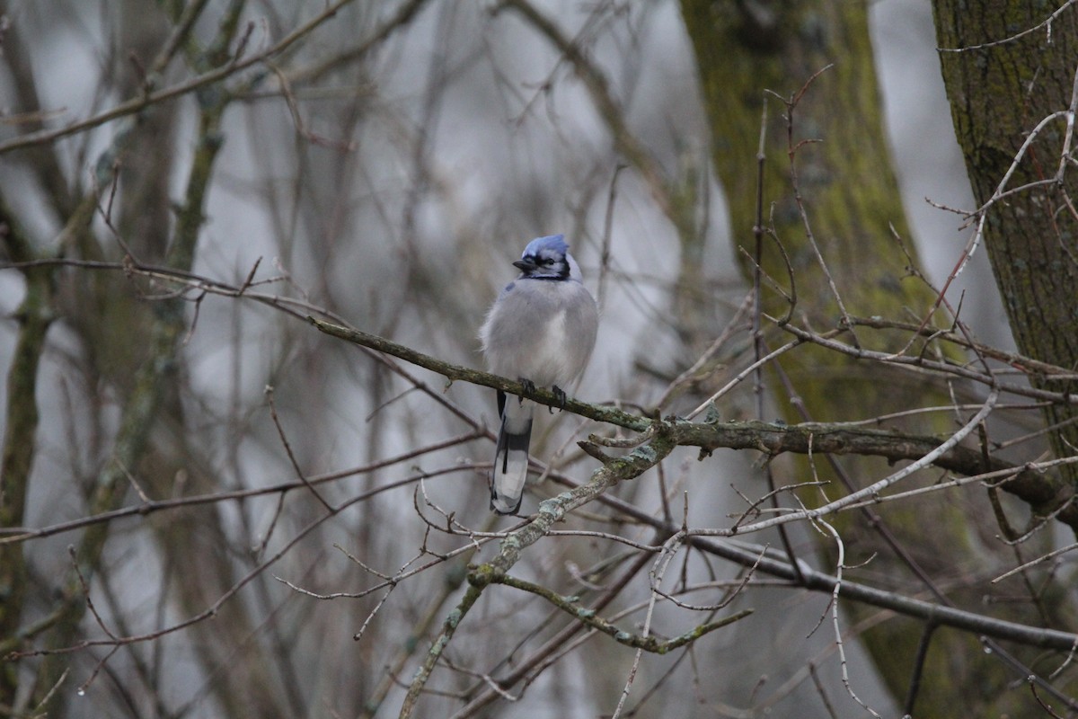 Blue Jay - ML401780361