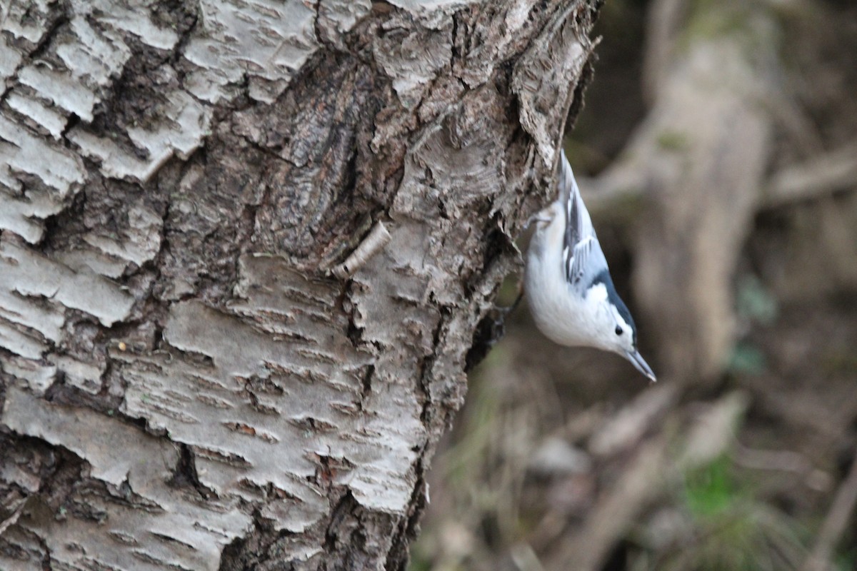 White-breasted Nuthatch - ML401780551