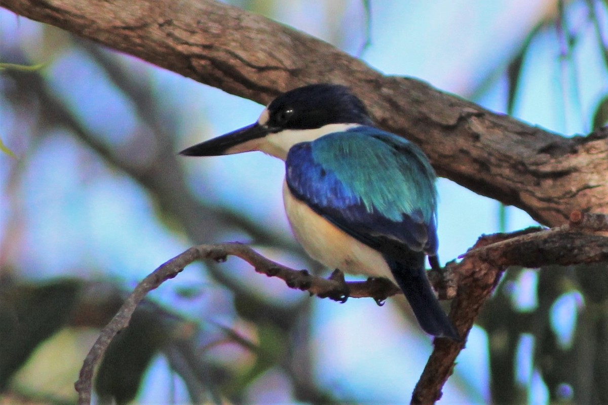 Forest Kingfisher - ML401781011