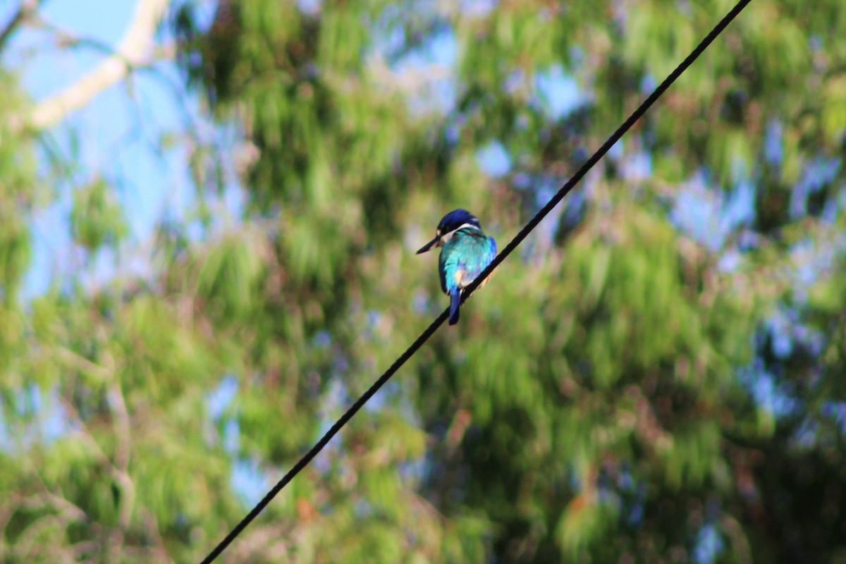 Forest Kingfisher - ML401781021