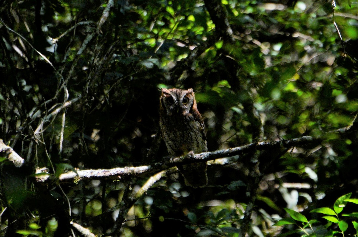 Tropical Screech-Owl - ML401781081