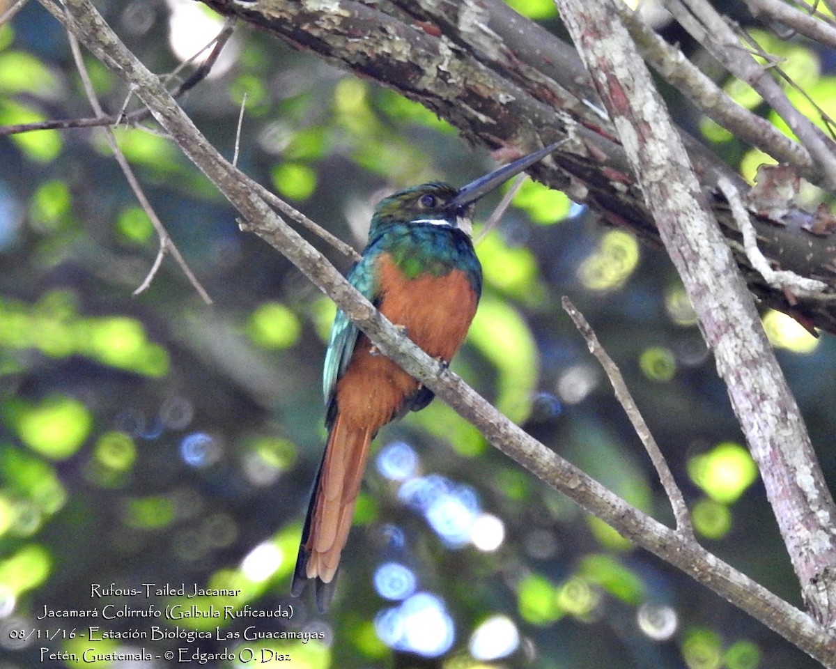 Rufous-tailed Jacamar - ML40178351