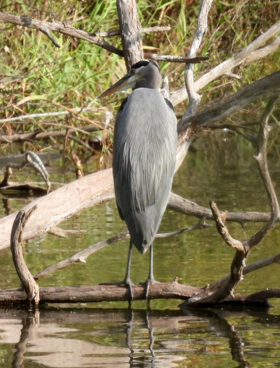 Great Blue Heron - Missy McAllister Kerr