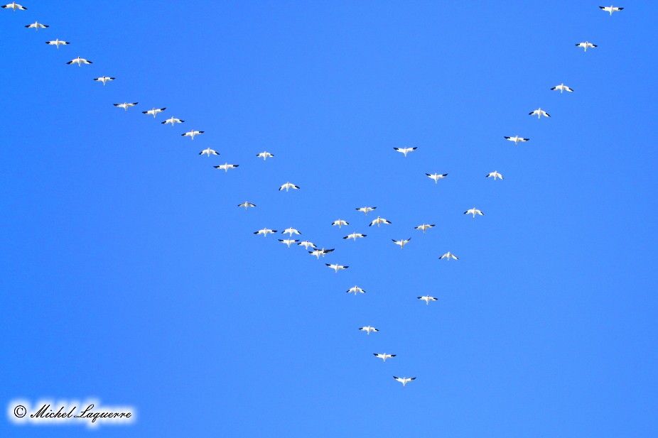 Snow Goose - Michel Laquerre