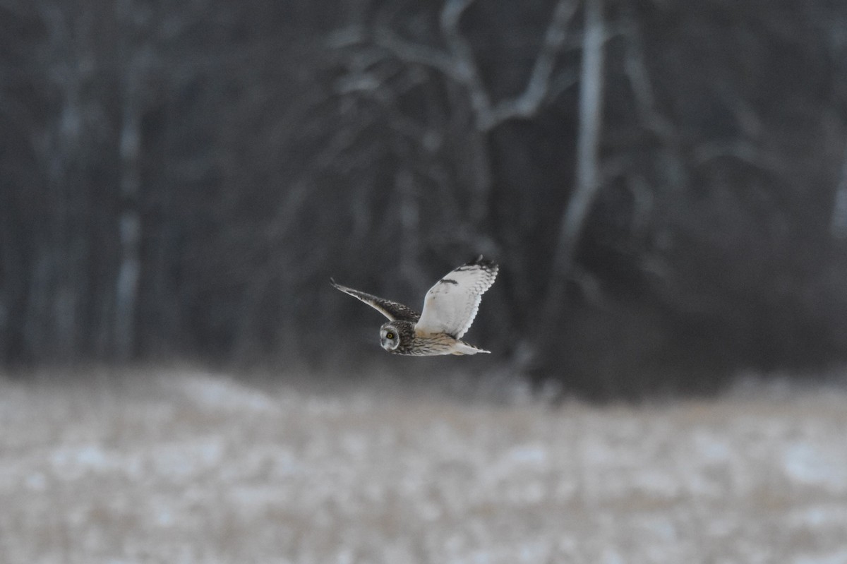 Short-eared Owl - Shannon Hingston