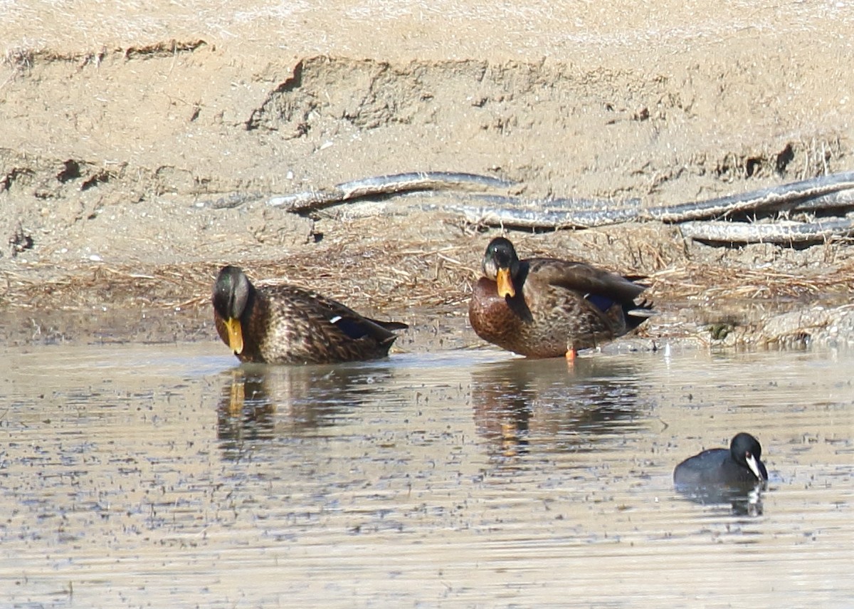 Mallard/Mexican Duck - Greg Gillson