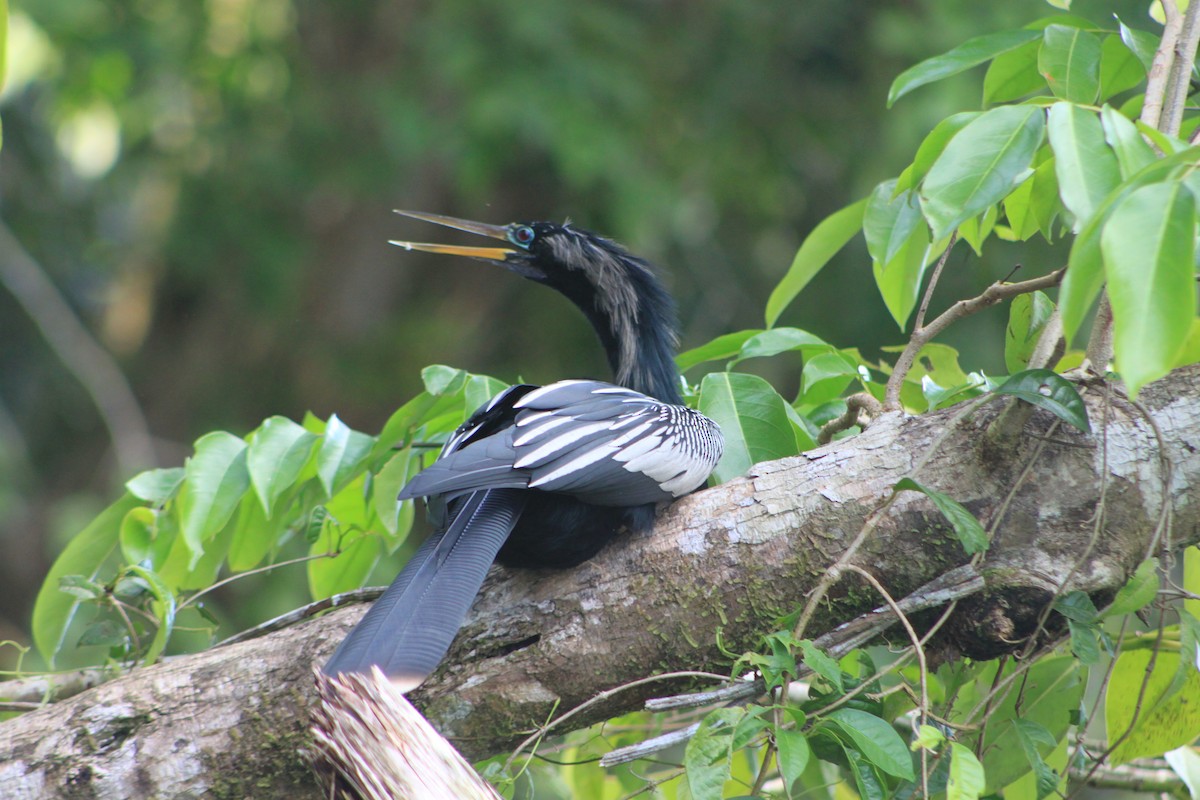 Anhinga - Heidi Warner